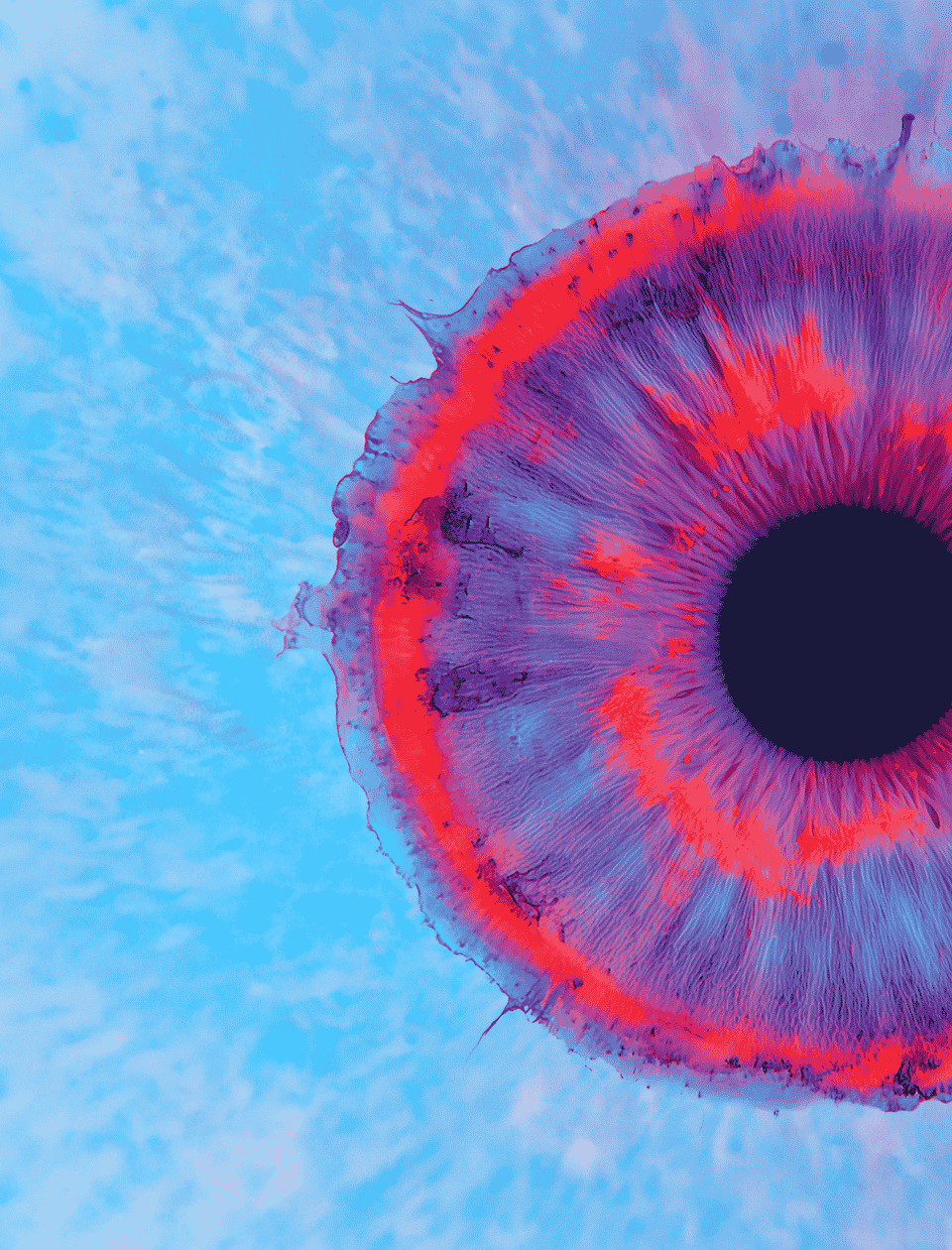 BZD web header