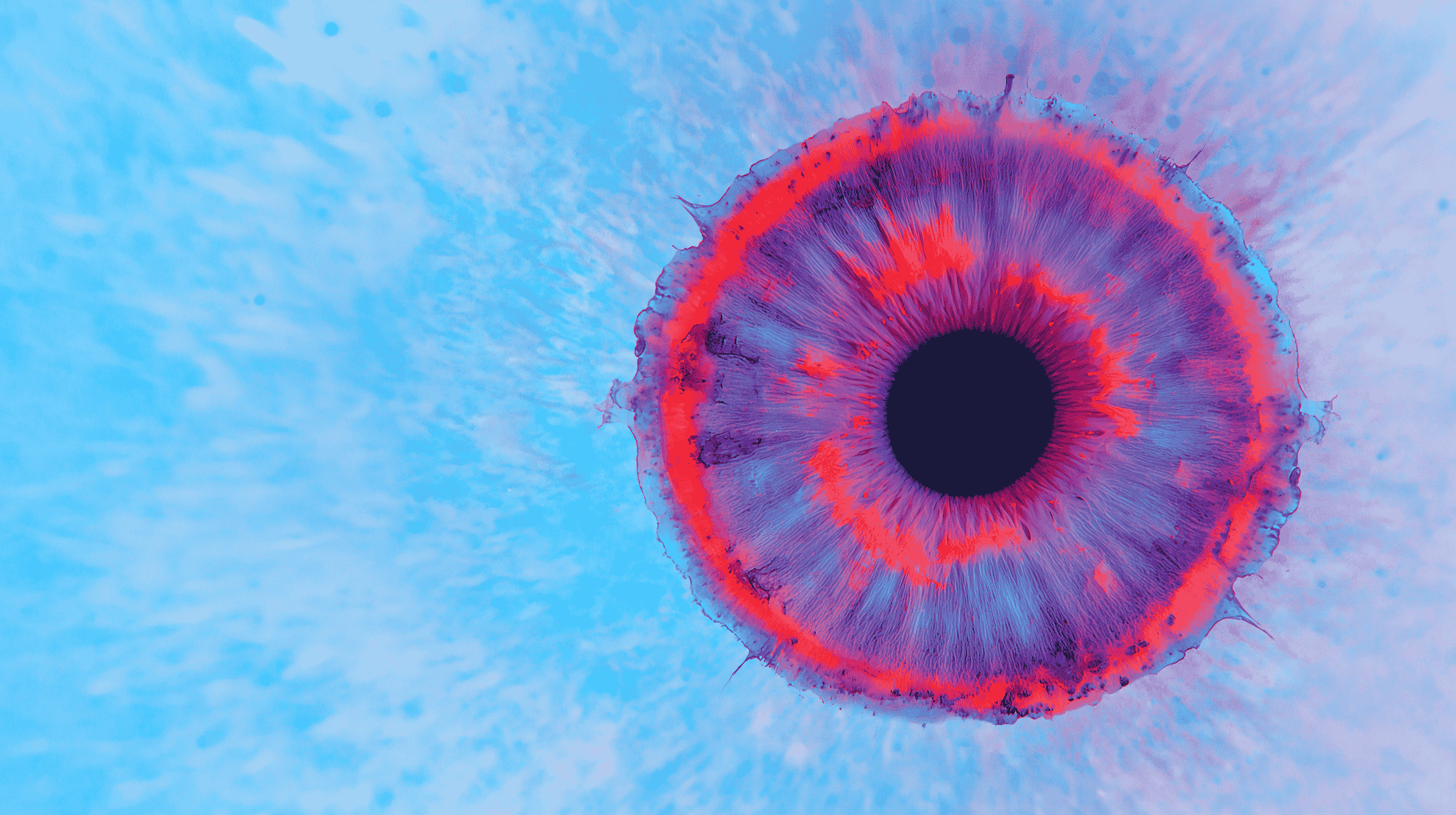BZD web header
